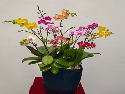 企業綠植租賃